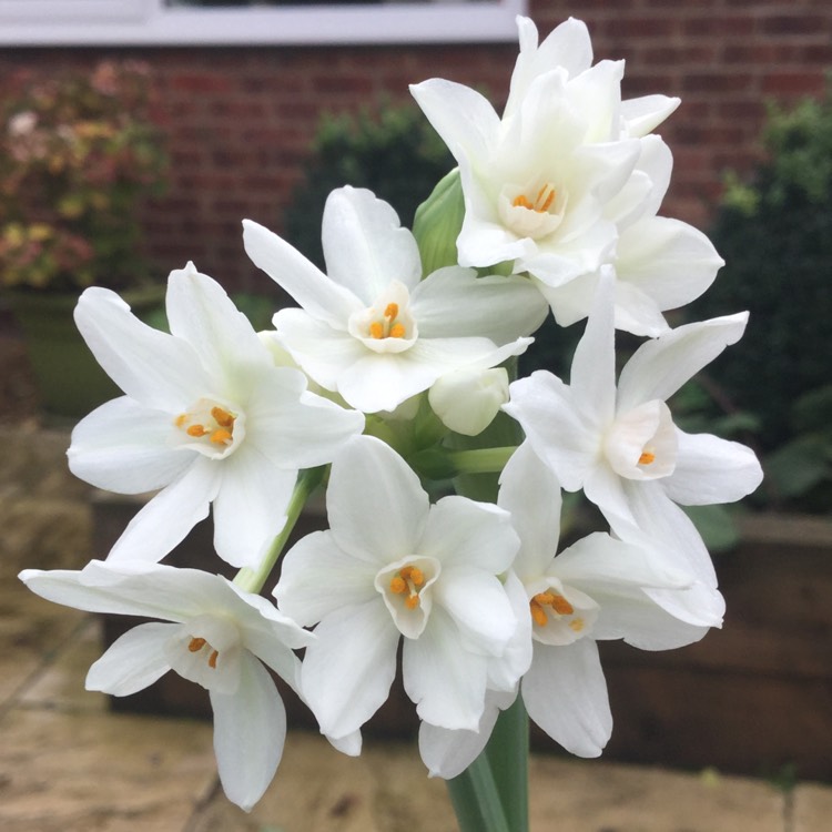 Plant image Narcissus papyraceus 'Galilee' syn. Narcissus 'Galil', Narcissus 'Galille'