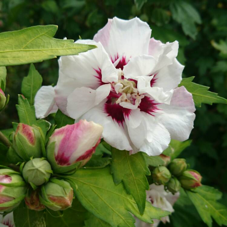 Plant image Hibiscus Syriacus 'Lady Stanley'
