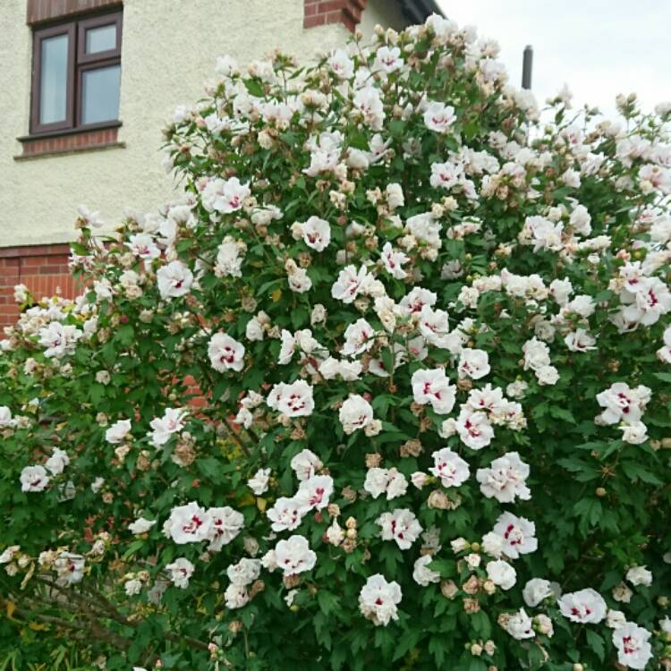 plant image 226005