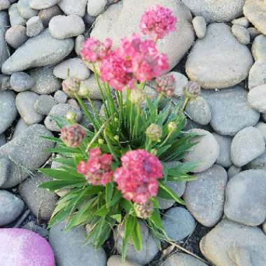 Armeria maritima
