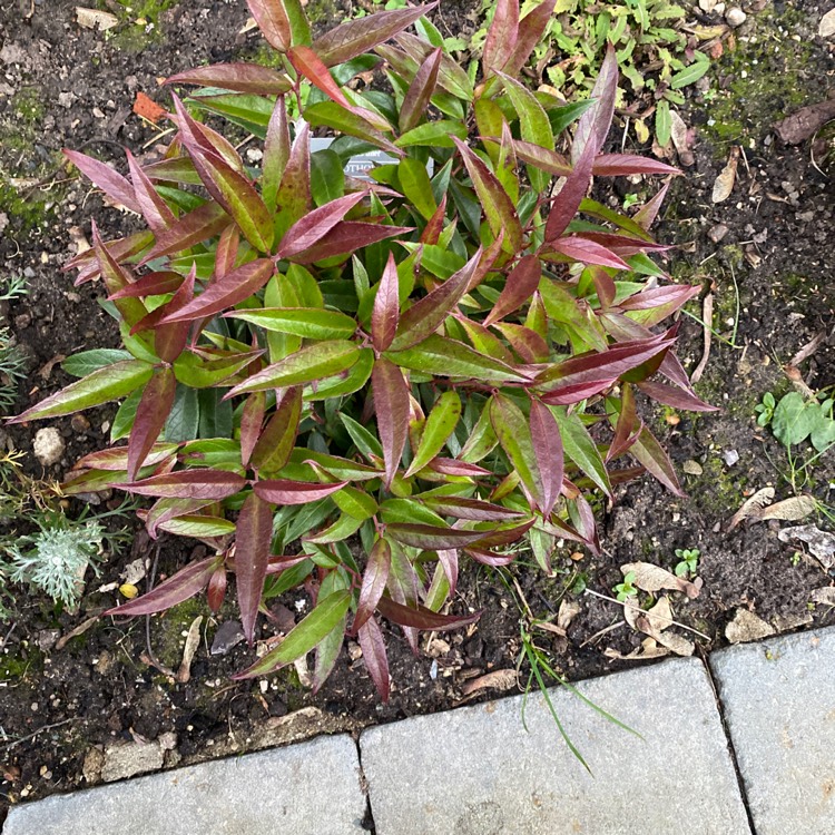 Plant image Leucothoe keiskei 'Royal Ruby'