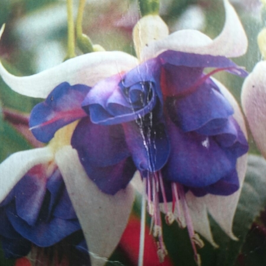 Plant image Fuchsia 'Blue Angel'