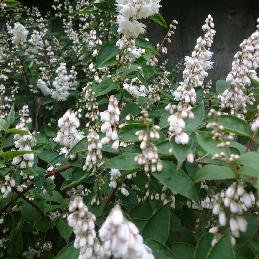 Дейция шершавая кандидиссима. Дейция кустарник Кандидиссима. Deutzia scabra. Дейция Скабра. Дейция Deutzia scabra.