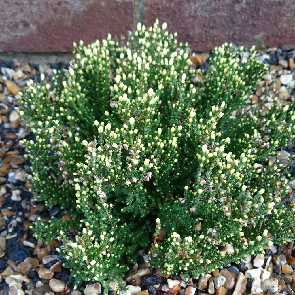 Plant image Calluna vulgaris 'Rieanne'
