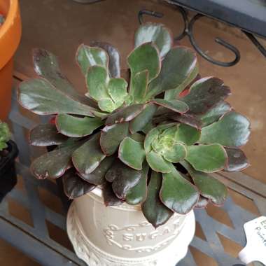 Echeveria Painted Frills