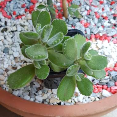 Cotyledon tomentosa