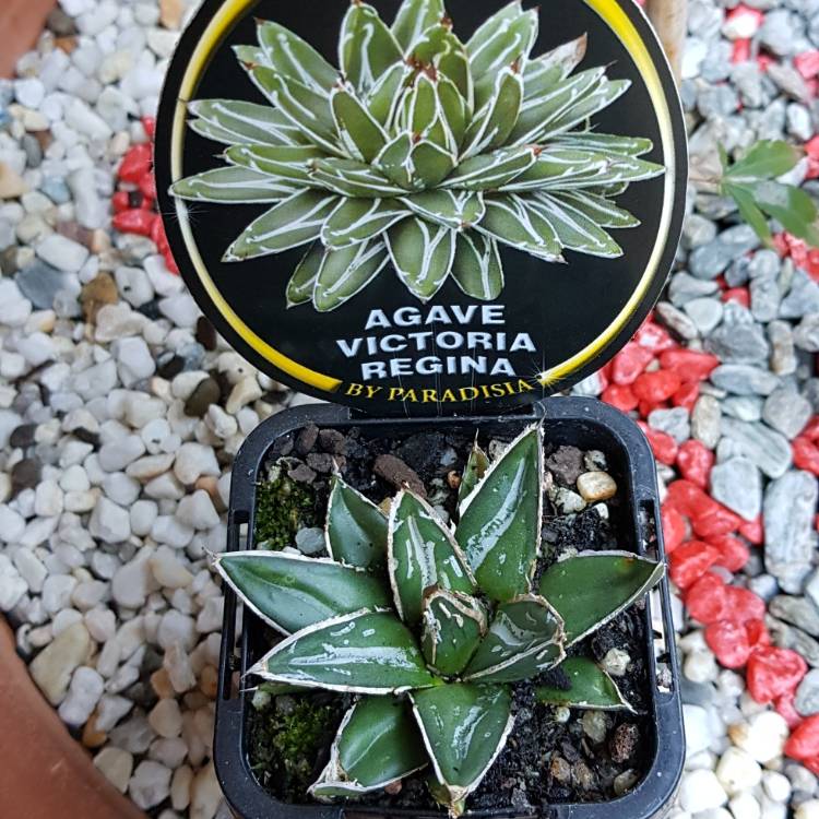 plant image 1016022