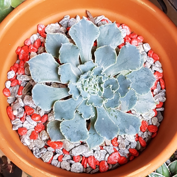 plant image 1019425