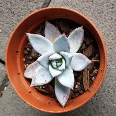 Echeveria Colorata