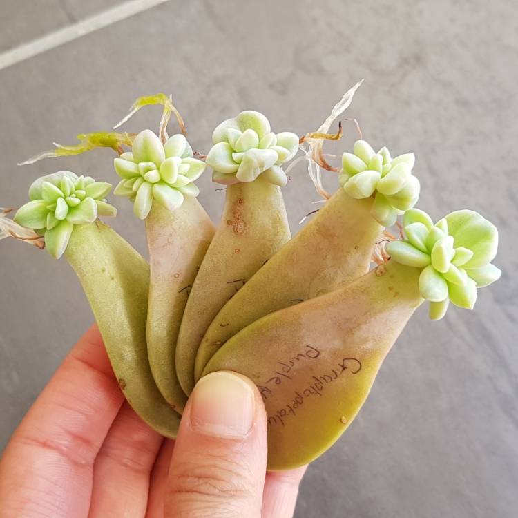 plant image 1051360