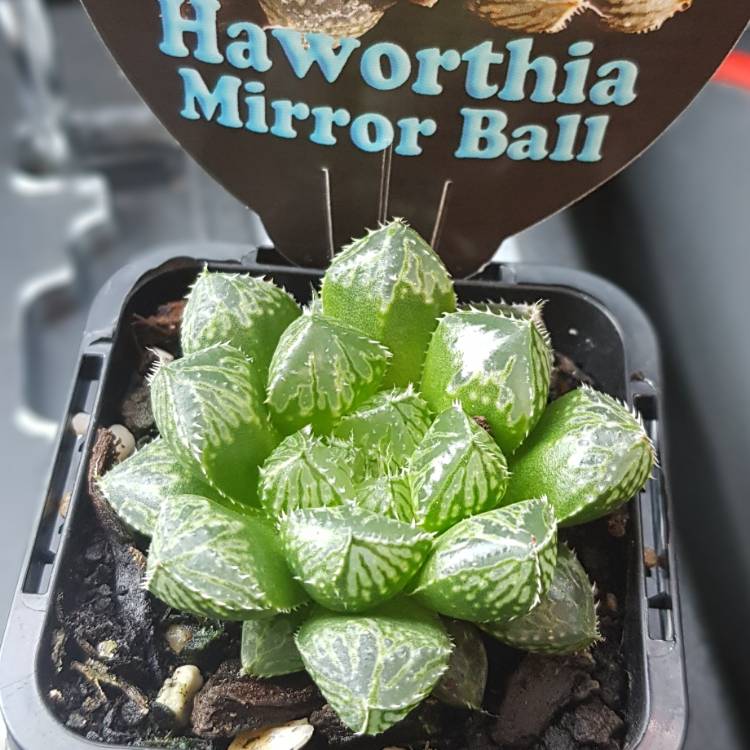 plant image 1076035