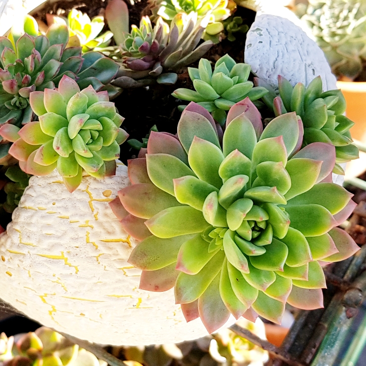 Plant image xSedeveria Maialen