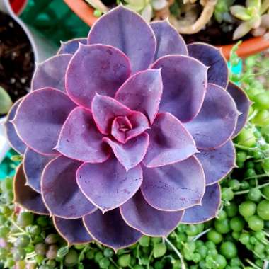 Echeveria Purple Pearl