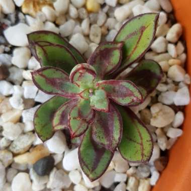 Echeveria Nodulosa