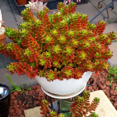 Sedum Rubrotinctum