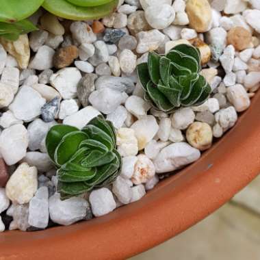 Crassula Kimnachi