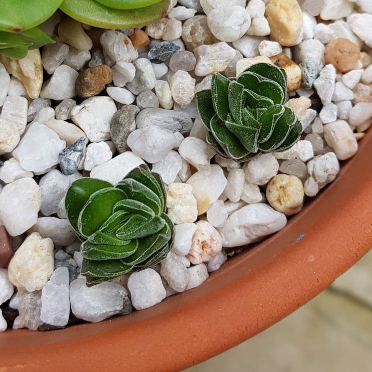 plant image 1143755