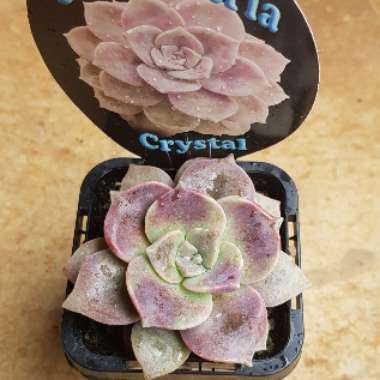 Graptopetalum Purple Delight syn. Graptopetalum Snow White