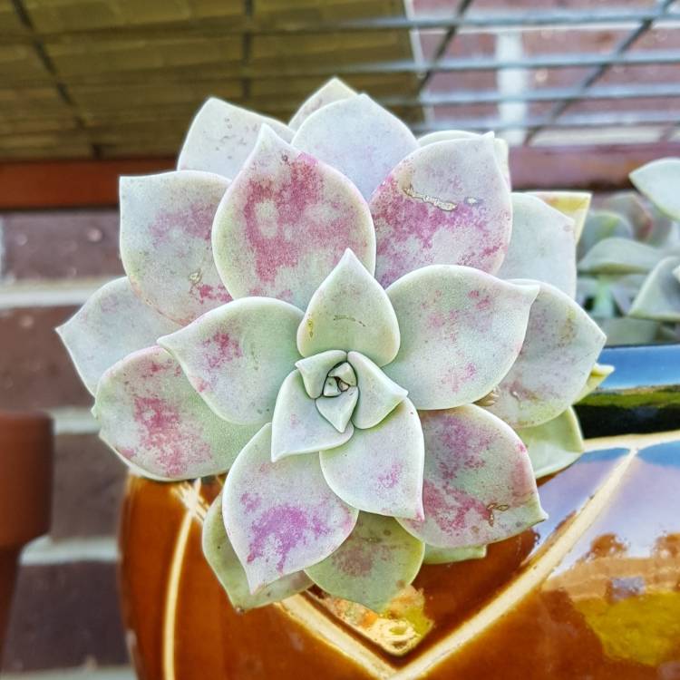 Plant image Graptopetalum Purple Haze