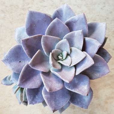 xGraptoveria Debbi
