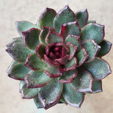 Echeveria Agavoides Blood Maria