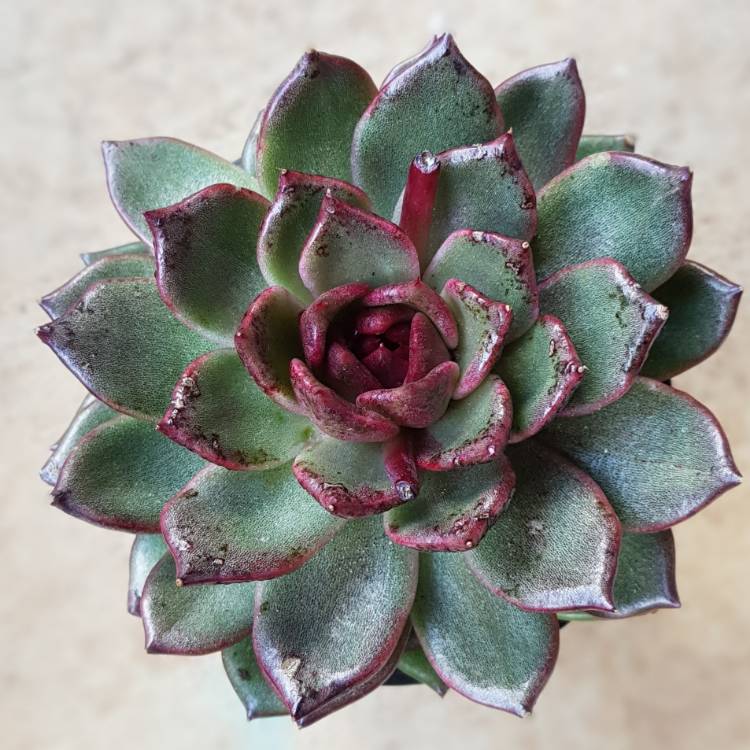Plant image Echeveria Agavoides Blood Maria