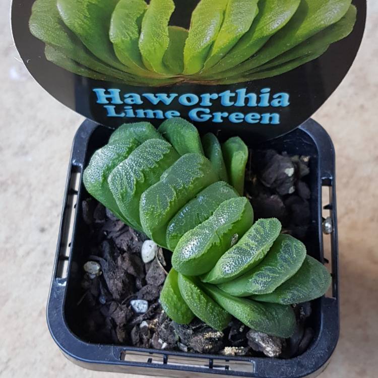 Plant image Haworthia Lime Green