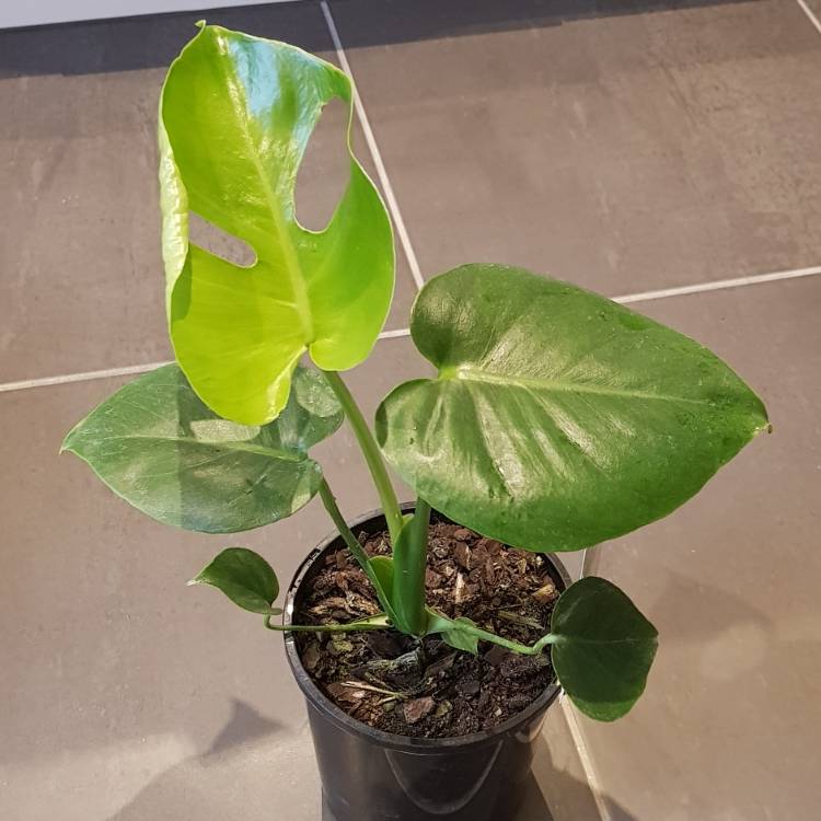 plant image 1153919