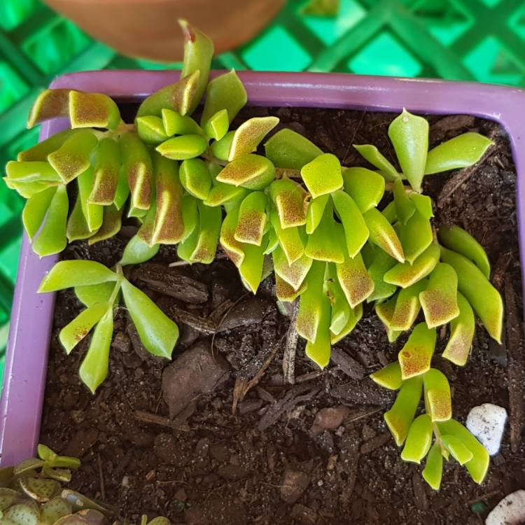 Plant image Cotyledon Papillaris