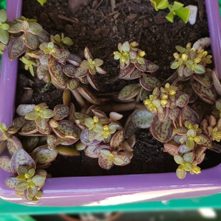 plant image 1158498