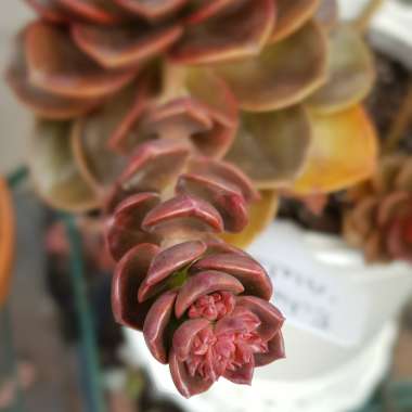 Echeveria Melaco