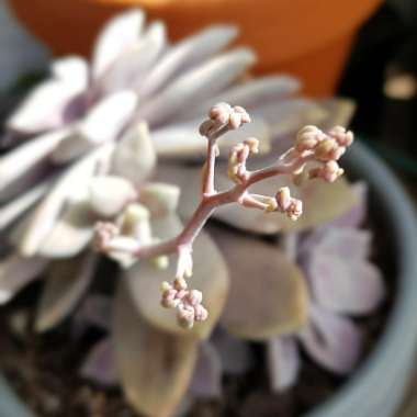 Graptopetalum Superbum