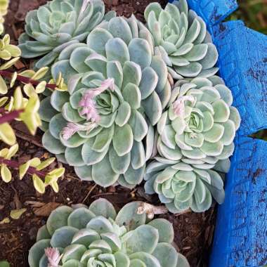Echeveria Elegans