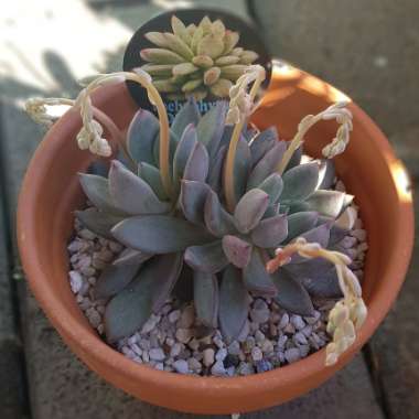 x Pachyveria glauca 'Little Jewel'