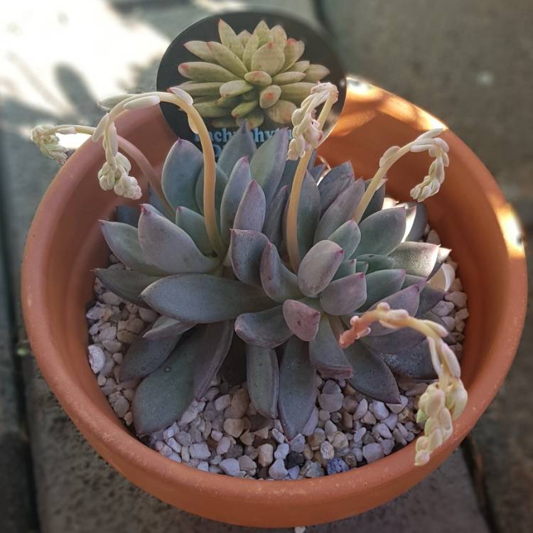 Plant image x Pachyveria glauca 'Little Jewel'