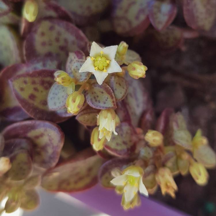 Plant image Crassula Volkensii