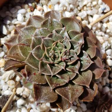 Tacitus Bellus syn.Graptopetalum Bellum