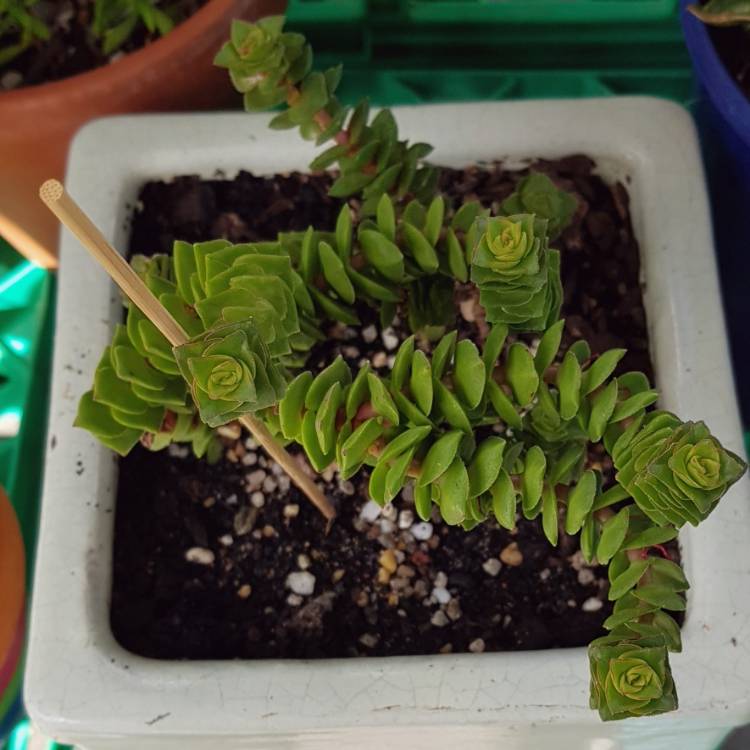 plant image 1175240