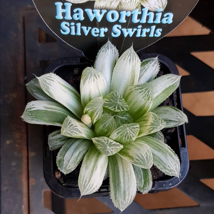 Plant image Haworthia Cooperi Variegata