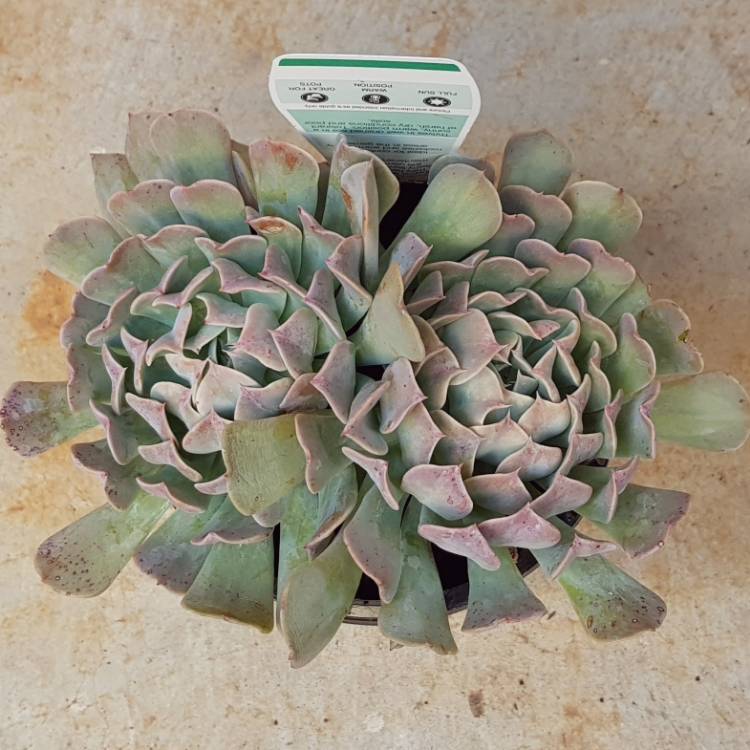 plant image 1184376