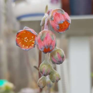 Pachyphytum compactum