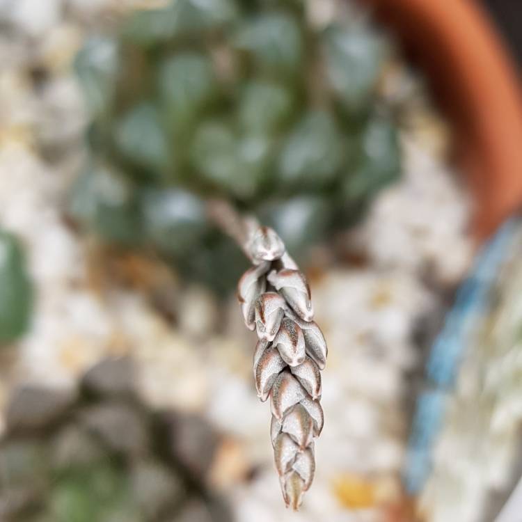 plant image 1184846