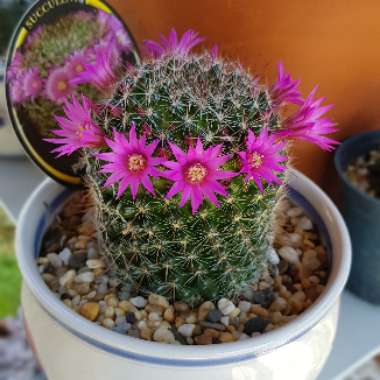 Mammillaria zeilmanniana