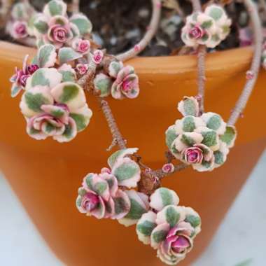 Sedum Spurium Tricolor