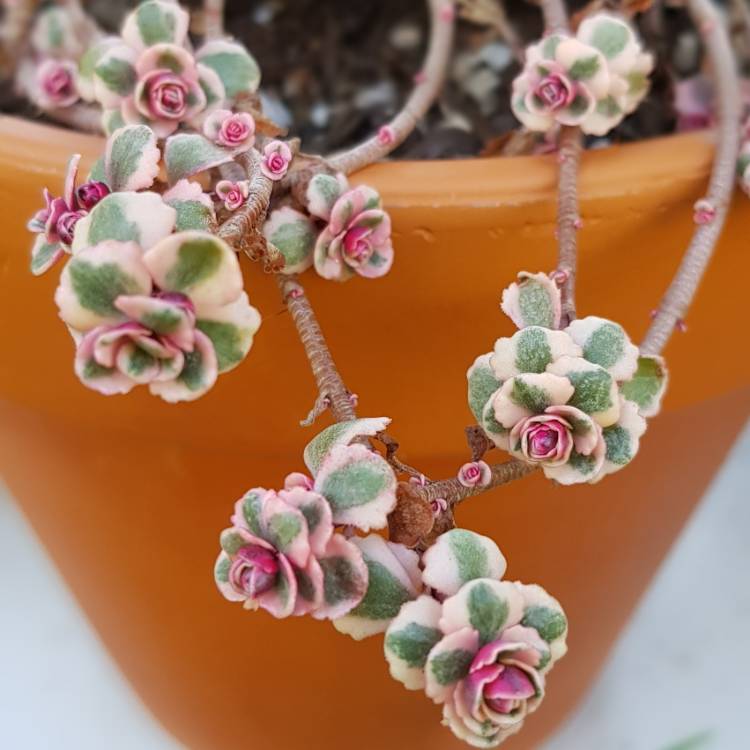 Plant image Sedum Spurium Tricolor