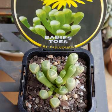 Fenestraria aurantiaca