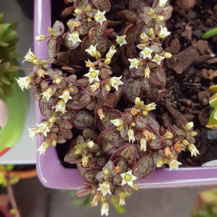 plant image 1187635