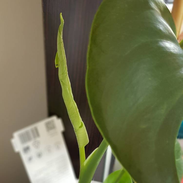 plant image 1192229