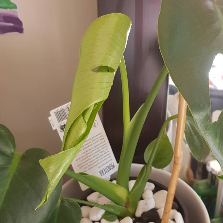 plant image 1192616