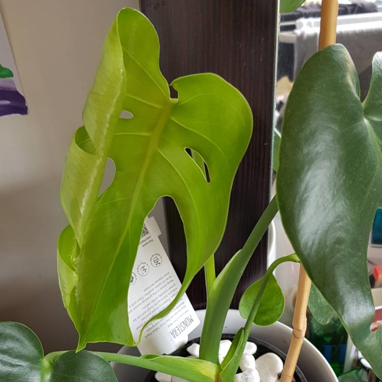plant image 1193006